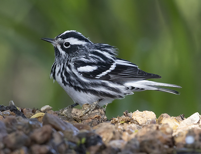 _B237848 black white warbler.jpg